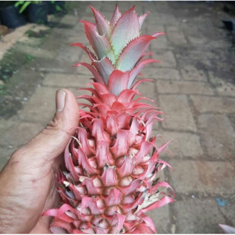 

Nanas merah muda