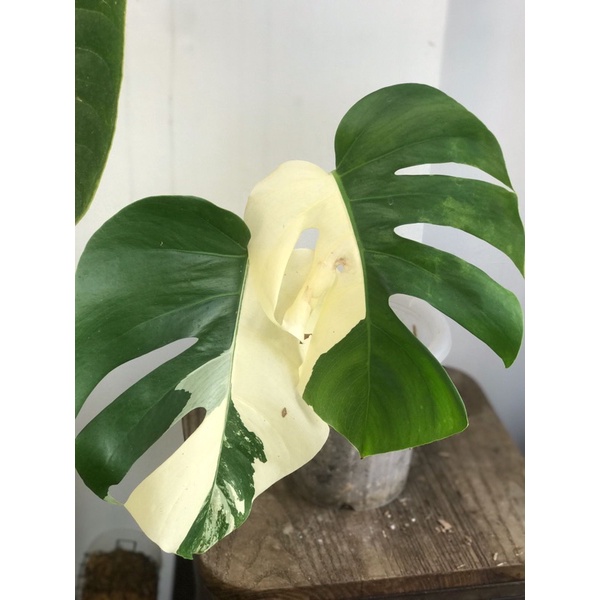 king monstera deliciosa variegata 2 daun aktif menuju 3 daun aktif med size