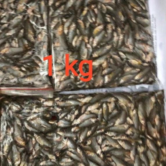 Cere laut beku / pakan ikan / ikan cere - Sedang