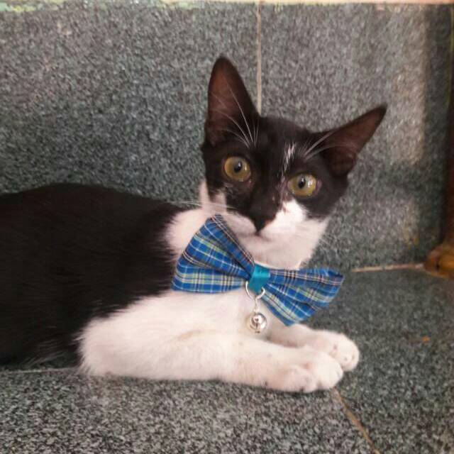 Dasi kucing lucu / dasi kupu-kupu / bowtie kucing / aksesoris kucing / baju kucing