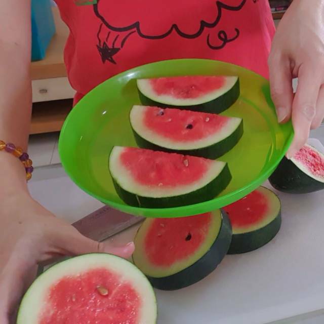 Bibit Pohon Semangka Merah Mini Manis Pot Organik