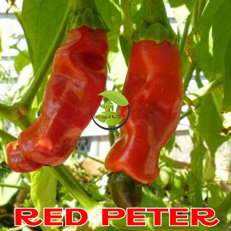 3biji- Benih Cabai Red Peter Cabe Red Peter