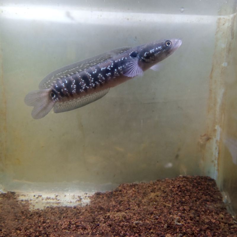Channa asiatica ws unik double tail