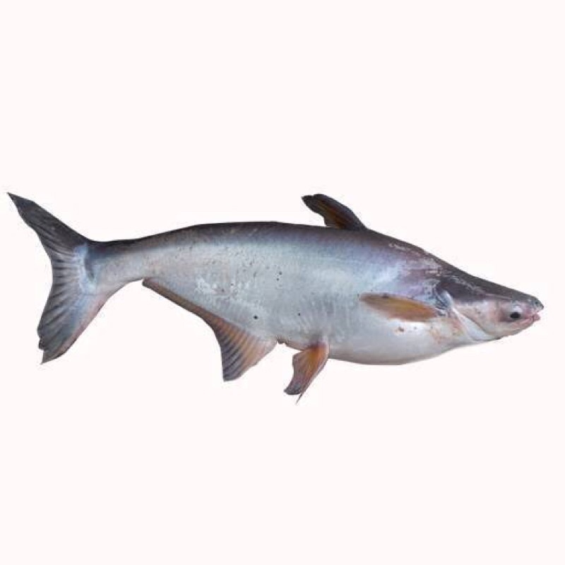 

ikan Patin Segar potong 500 gram || Sayur Praktis Bandung