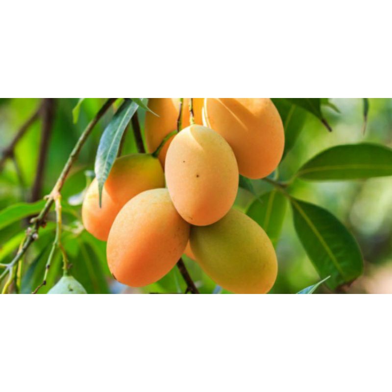 Pupuk Organik Booster Pelebat Pemanis Buah Mangga ,Pupuk Penyubur Cepat Berbuah Lebat Tumbuh Bunga