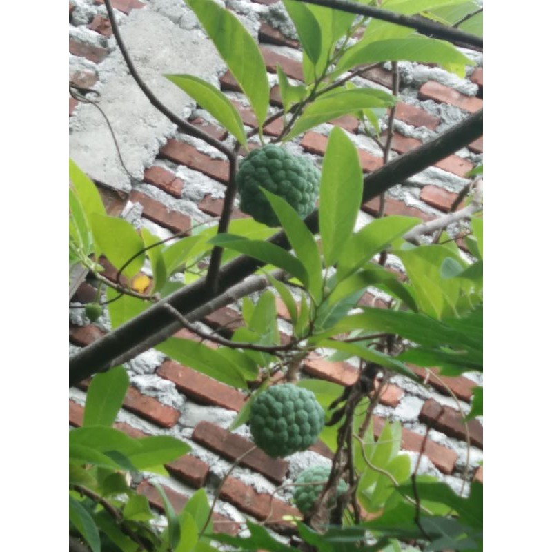 

daun srikaya fresh petik dadakan obat rematik