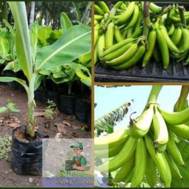 BIBIT PISANG TANDUK JUMBO