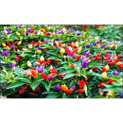 

Termurah Benih/Bibit/Seeds Bolivian Rainbow Pepper/ Cabe warna warni cabe unik Terlaris