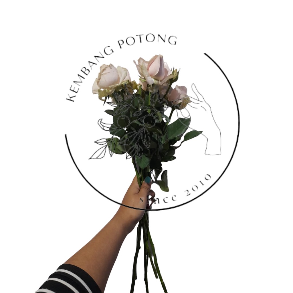 MAWAR potong HOLLAND WARNA PINK per TANGKAI