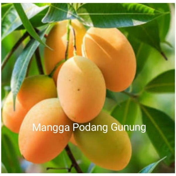 TERBAIK bibit buah mangga podang gunung VIRALL