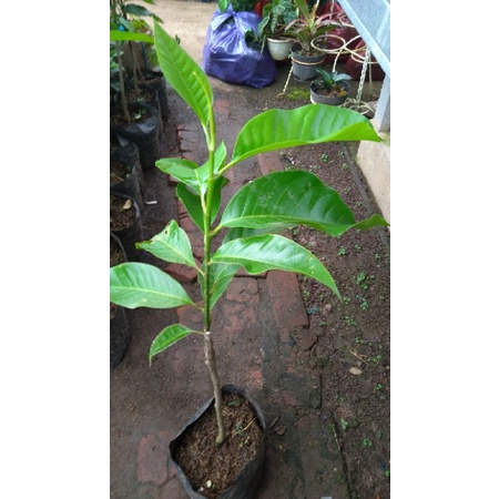 bibit bunga kantil putih okulasi