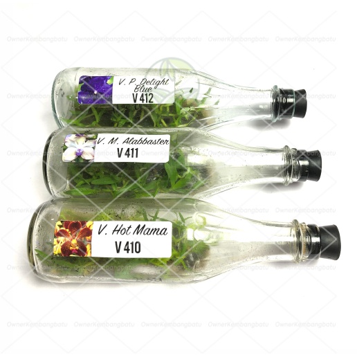 Anggrek Vanda Dalam Botol | Anggrek Botolan | Anggrek Vanda | Anggrek Botol | Bibit Anggrek Vanda