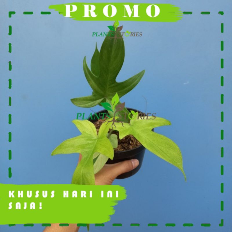 Philodendron Florida Ghost Mint - Florida Beauty