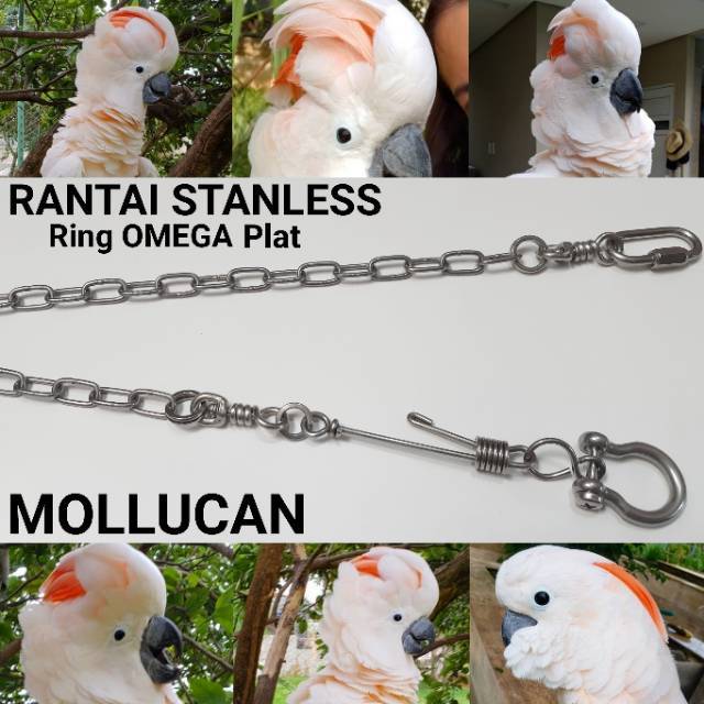 Rantai Mollucan Ring Omega