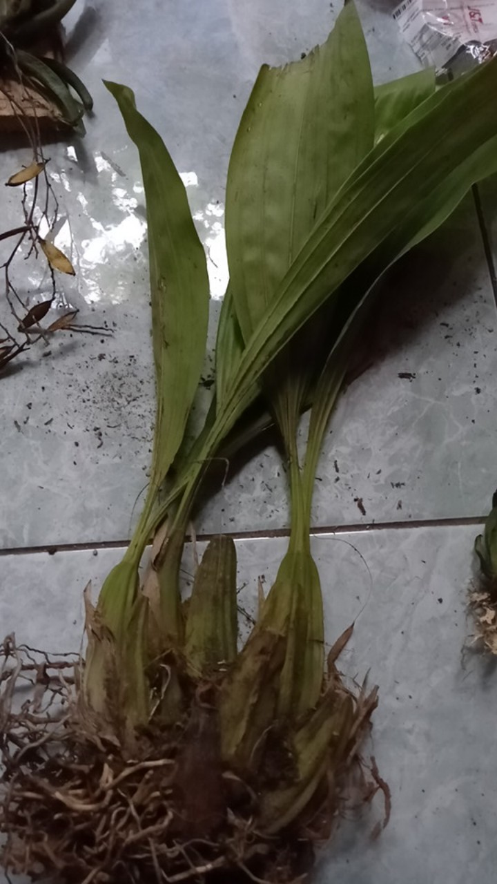 Sarcoglyphis Comberi