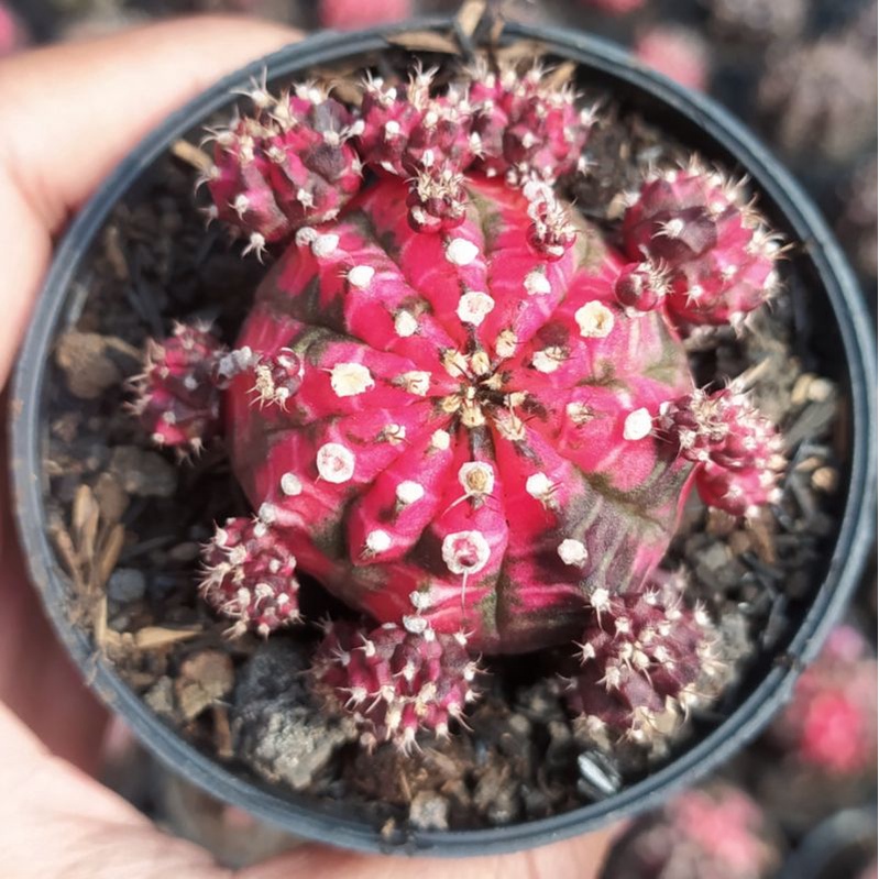 Tanaman kaktus gymno blackpink ownroot