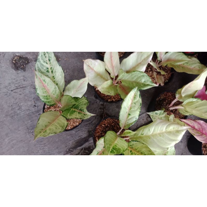aglaonema frozen lokal