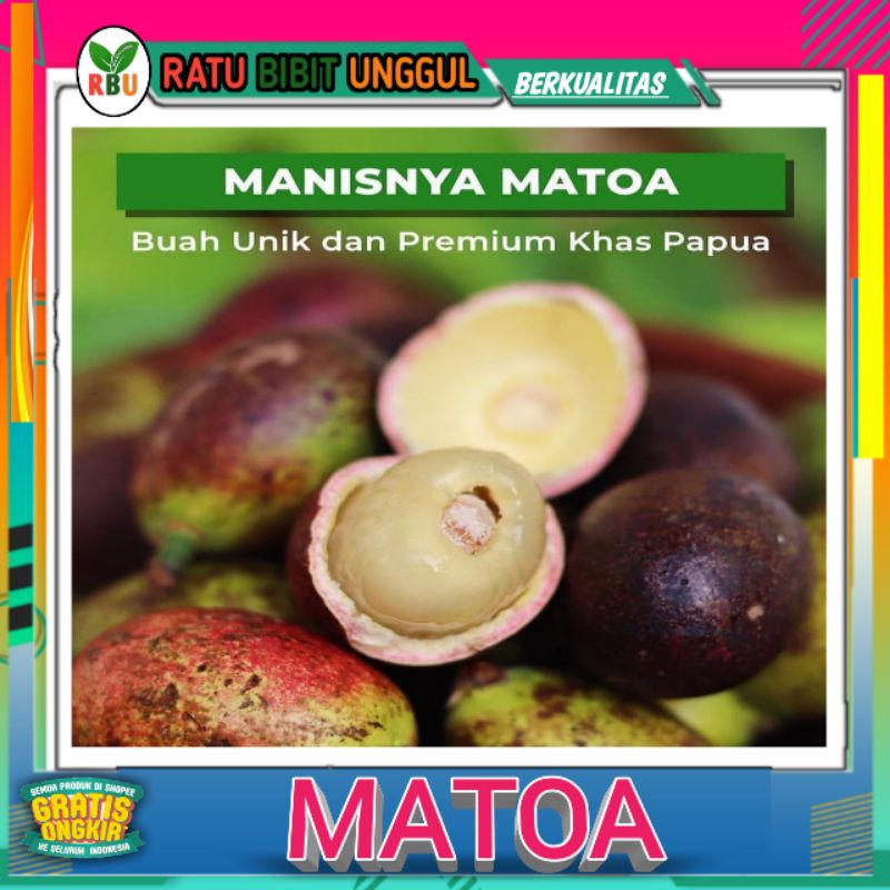 Harga Buah Matoa Super Unggul Terbaru November 2021  BigGo Indonesia