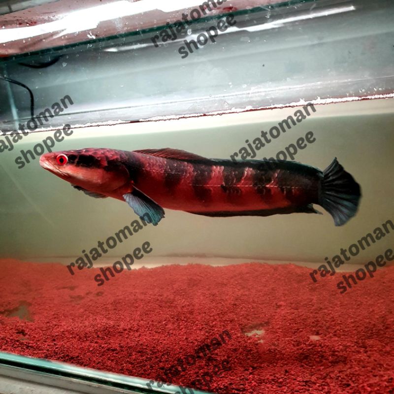 Channa Maru Super Red Barito Grade A 40 cm II