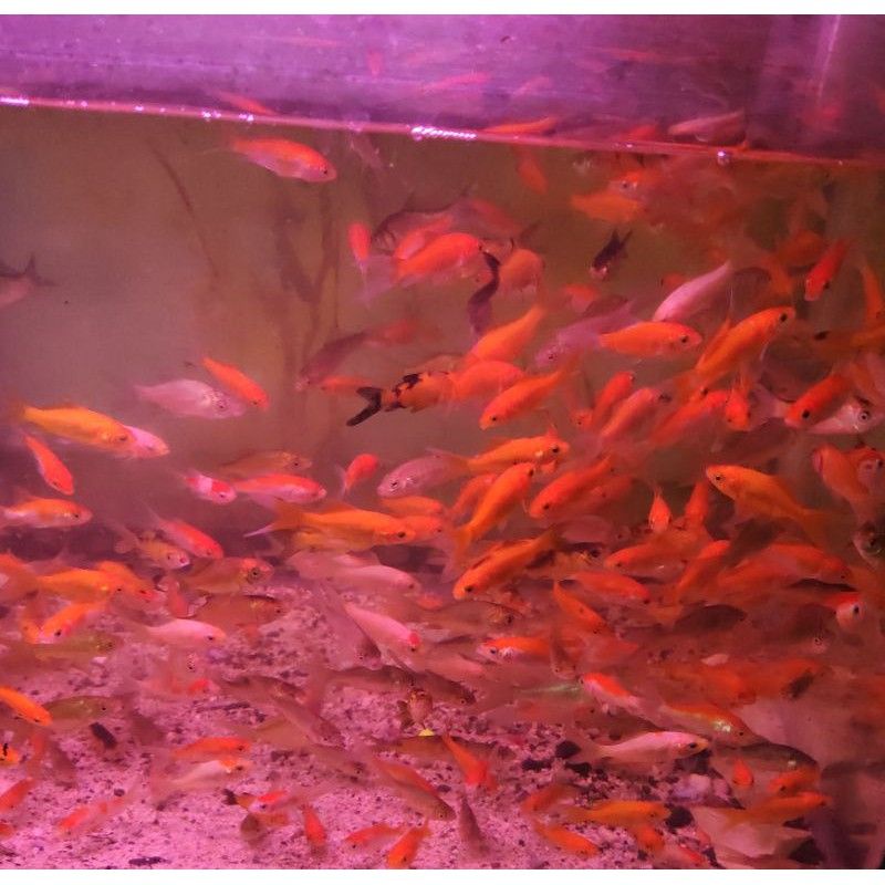 IKAN KOMET PAKAN IKAN PREDATOR / PAKAN ARWANA / ALIGATOR