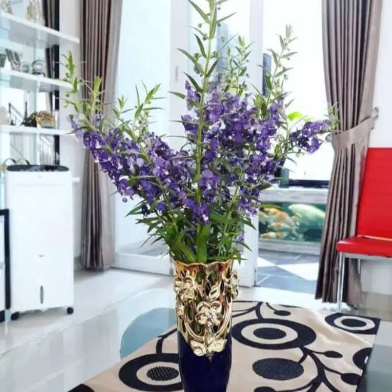 Lavender pengusir nyamuk-tanaman lavender