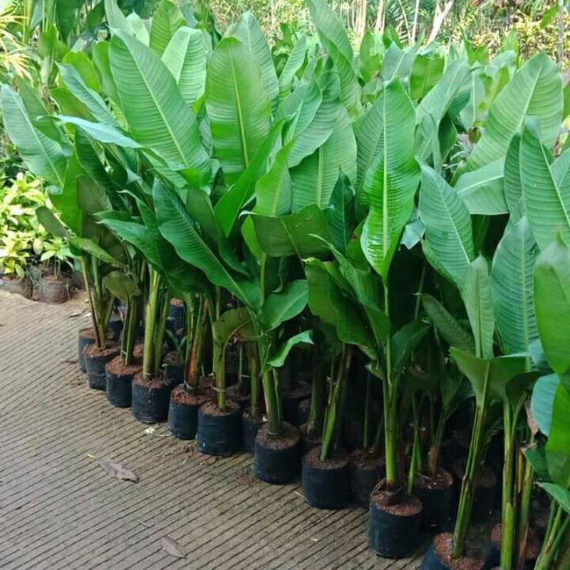 tanaman hias pisang karibay/pohon pisang karibay/pisangan karibay