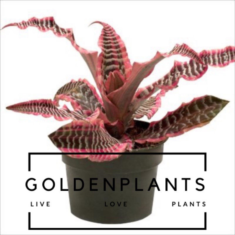 Bibit Tanaman Hias Cryptanthus Elaine