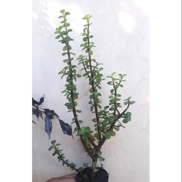 Jade Plant / Portulacaria