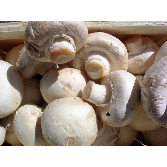 

Jamur KANCING 1 kilo, CHAMPIGNON MUSHROOM