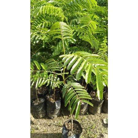 PETE JUMBO,BIBIT PETAI,BIBIT PETAI JUMBO ORGINAL