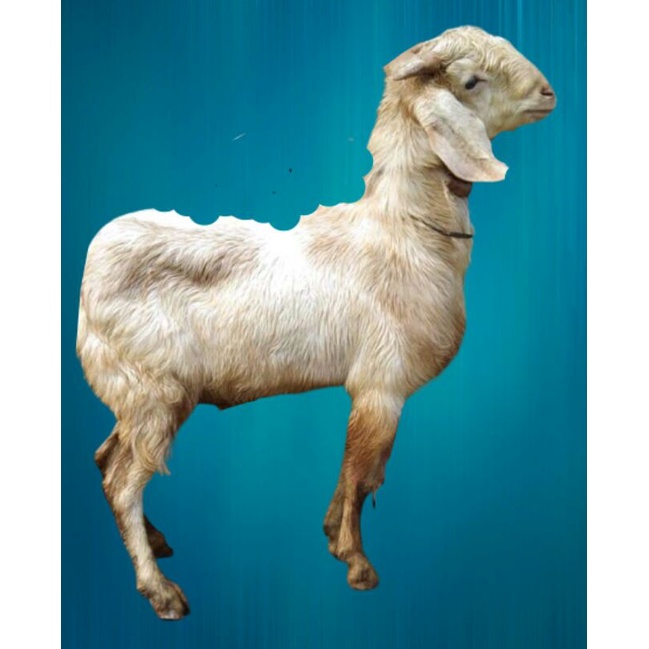 

Domba dan Kambing 36-40kg