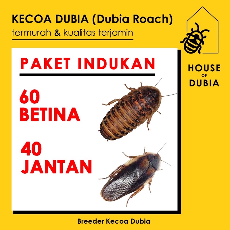 Paket Kecoa Indukan 60 Betina + 40 Jantan / Pakan Reptil Dubia