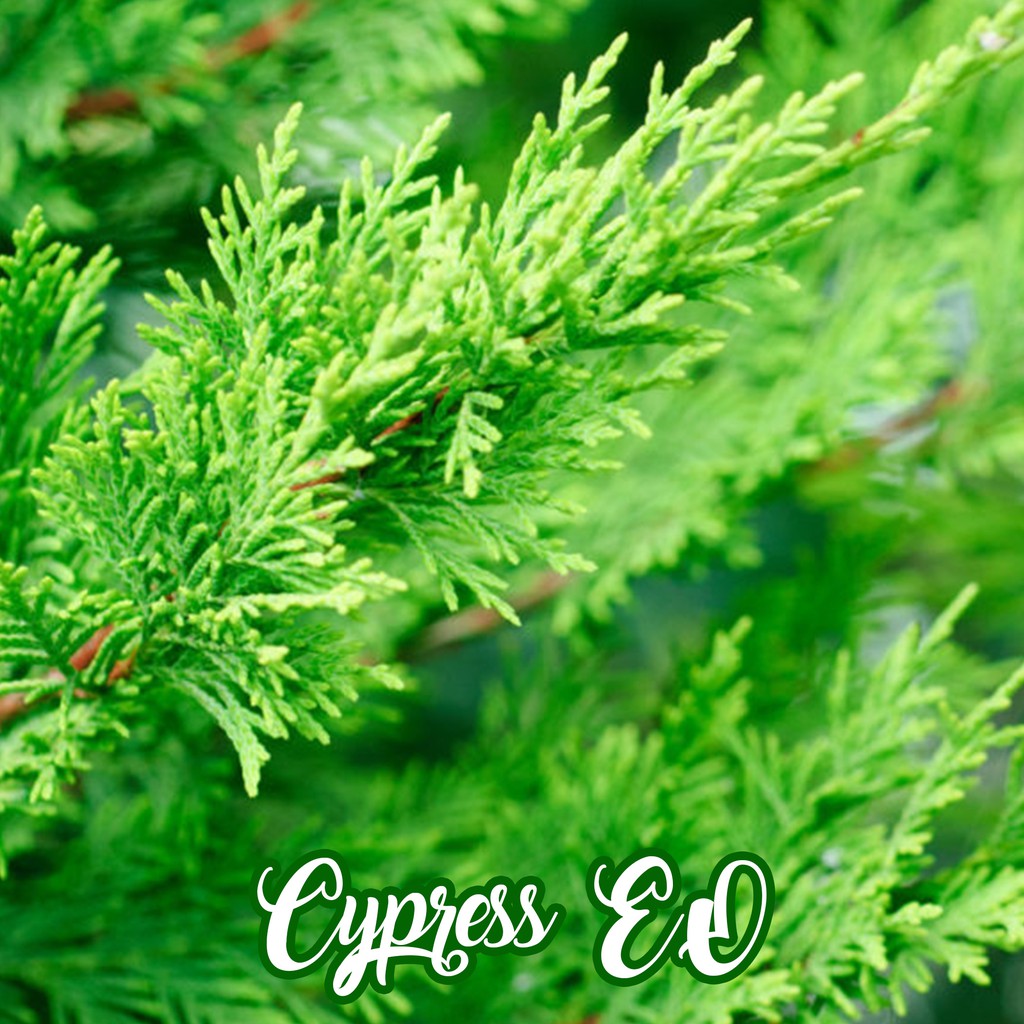 Cypress Pure Essential Oil 1 L
