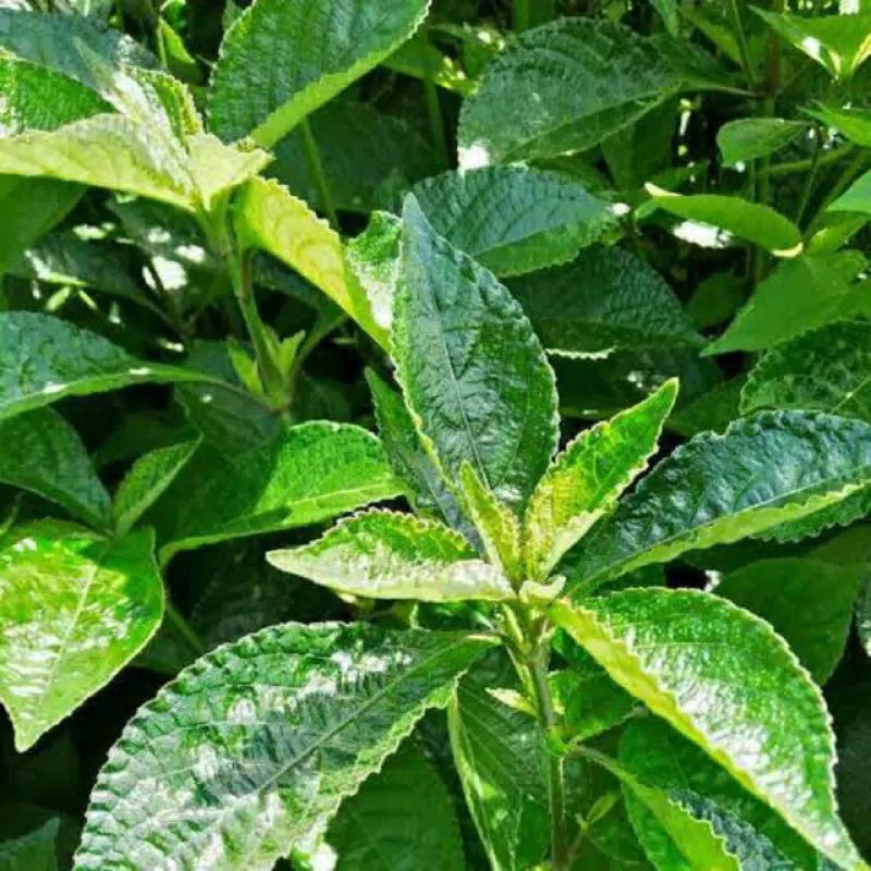 

daun keji beling segar obat herbal 1 kg di petik langsung saat orderan masuk