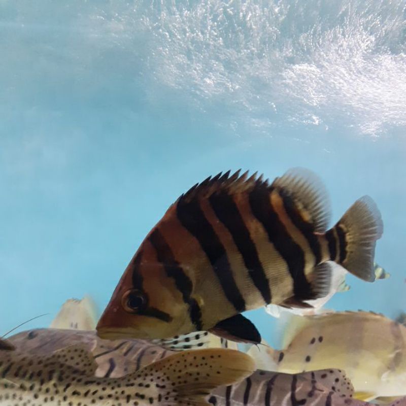 Datz Borneo size 25cm