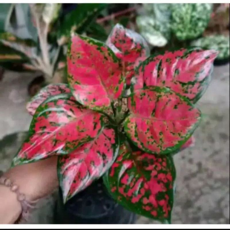 Tanaman Hias aglonema Dut anjamani - pohon aglonema Dut Anjamani