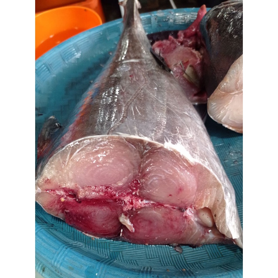 

Ikan Tuna