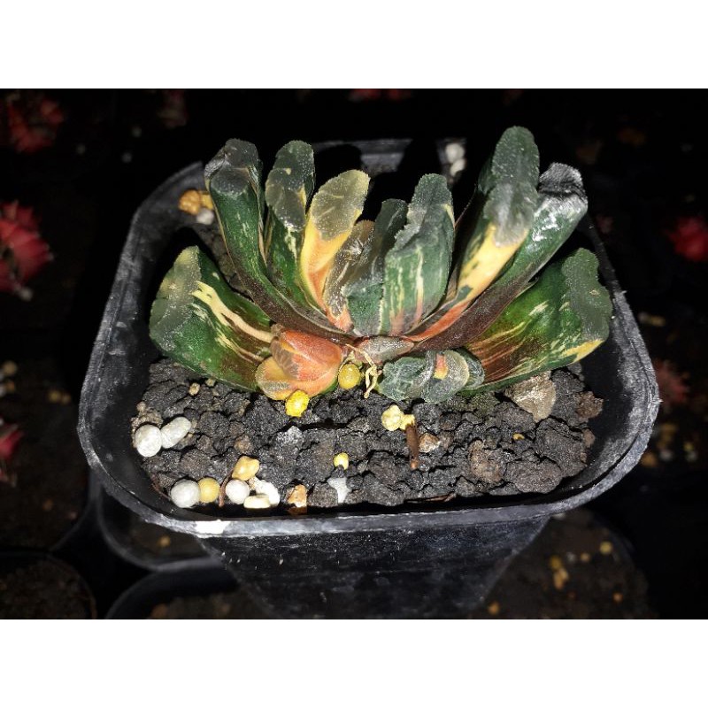 haworthia truncata varigata