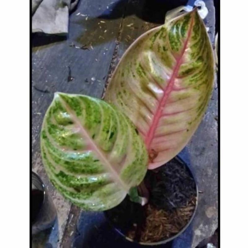 aglonema MOONLIGHT baby