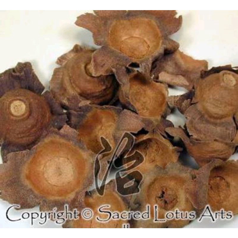 

600 G GR GRAM JING SHI DI PERSIMMON CALYX DIOSPYRI KAKI