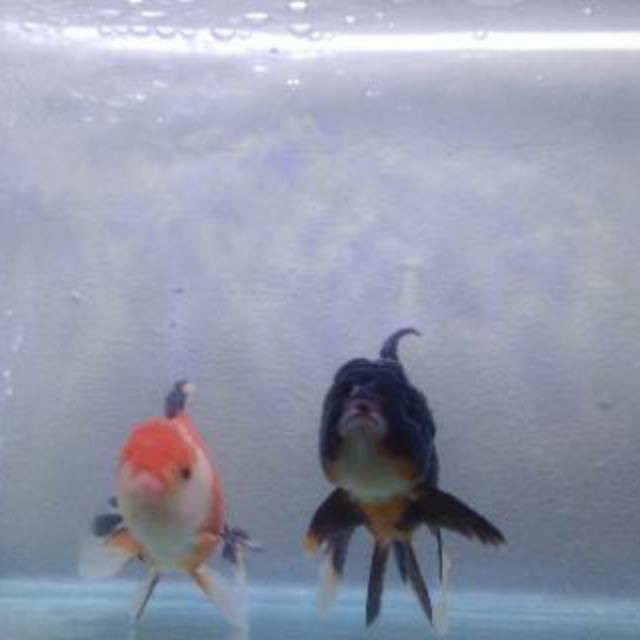 ikan koki black panda & tricolor 8-9 cm.