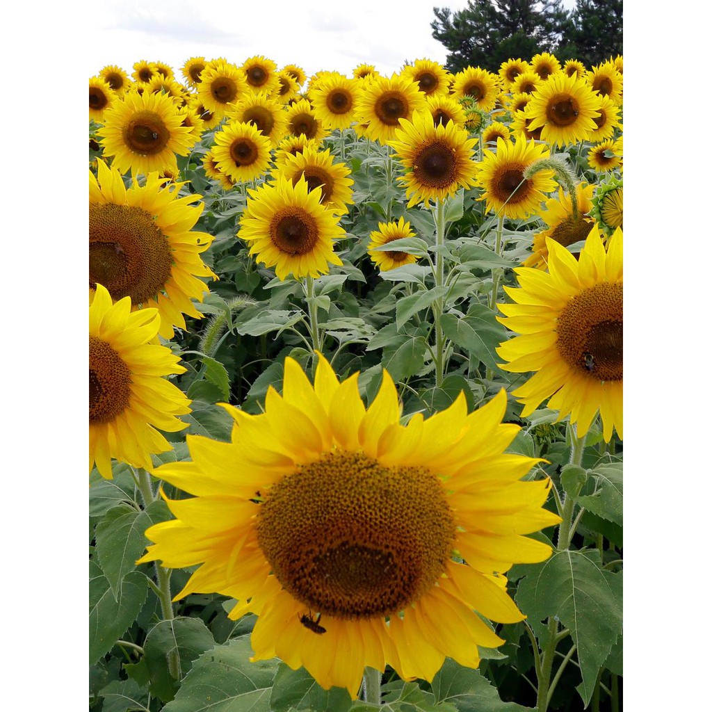 Bibit Bunga Matahari - 50 Benih Sunflower Yellow Unggul Biji Tanaman Sun flower Mix Premium Seed