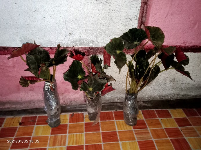 Begonia Tiger Tanaman Hias