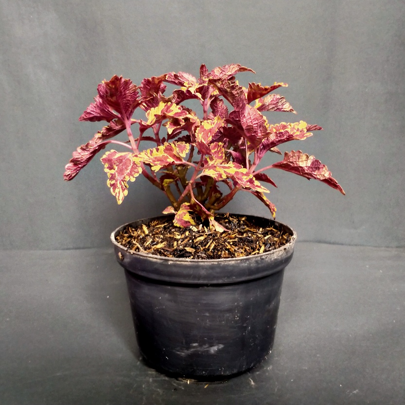 TANAMAN HIAS miana batik ( coleus Alabama )