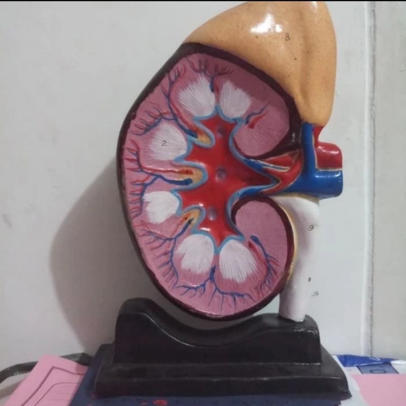 

Torso Model Ginjal Alat Peraga Pendidikan