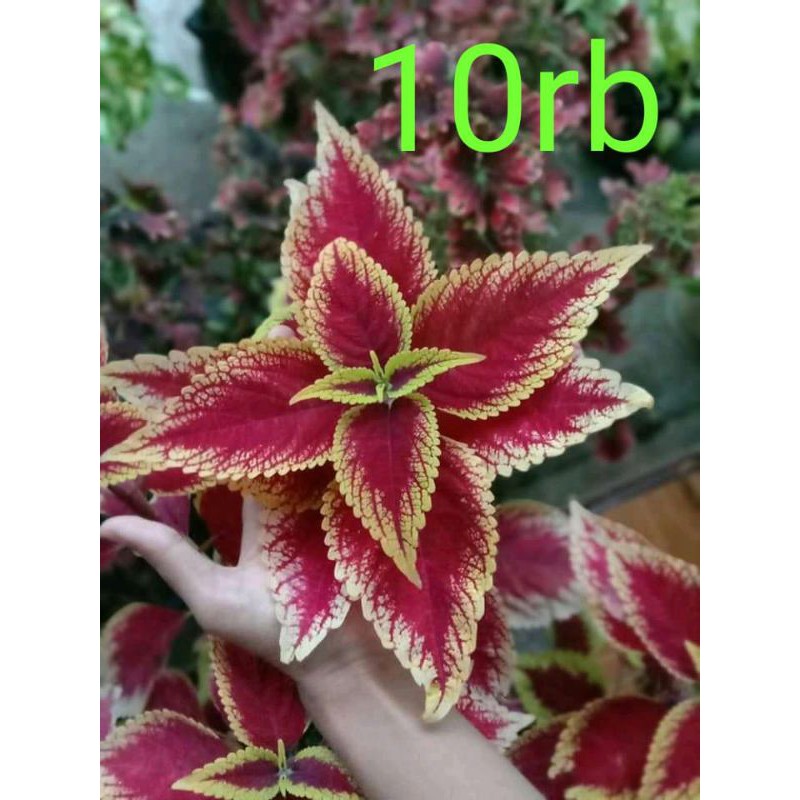 Tanaman Hias Miana/Coleus berakar