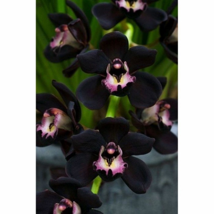 anggrek dendrobium black papua-anggrek hitam dendro