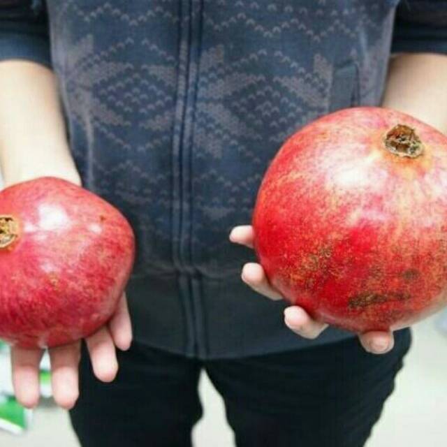 Bibit Delima Merah Spanyol / Delima Biji Lunak