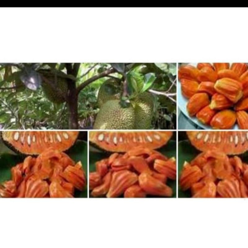 bibit nangka merah super