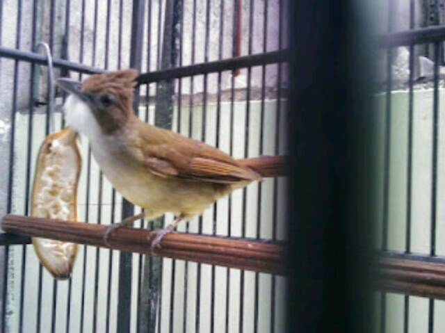 Cucak Jenggot Jawa Timur Ngacoran Shopee Indonesia